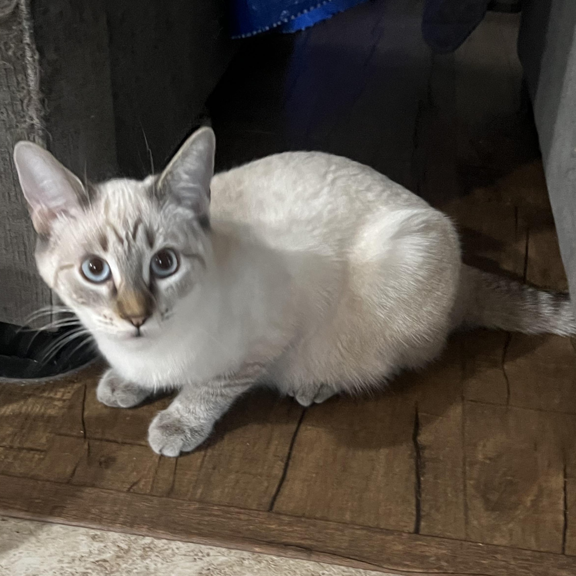 Enlarge Jackie P Lynx, a Adoptable Siamese in Glendora, CA image 4/4