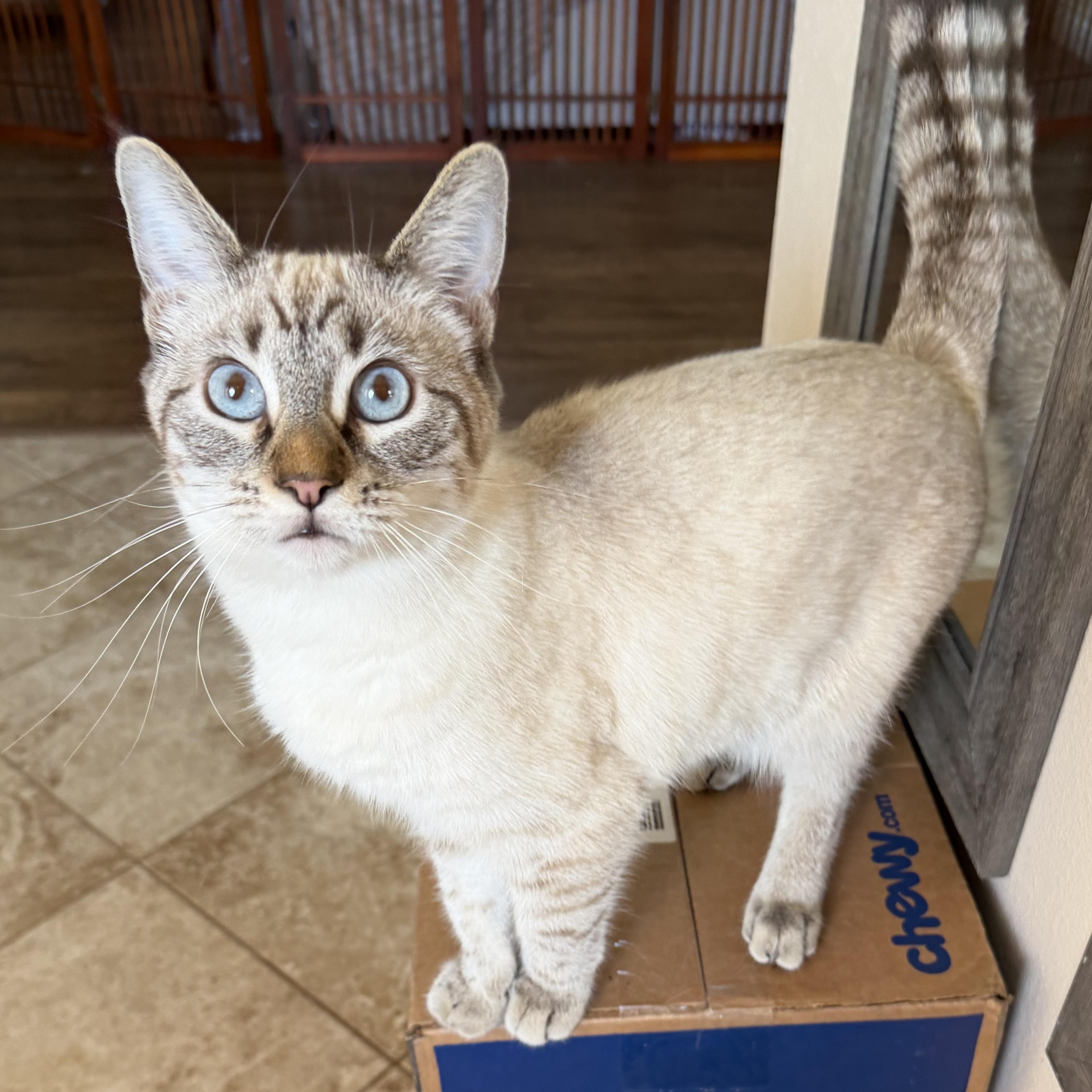 Enlarge Jackie P Lynx, a Adoptable Siamese in Glendora, CA image 2/4
