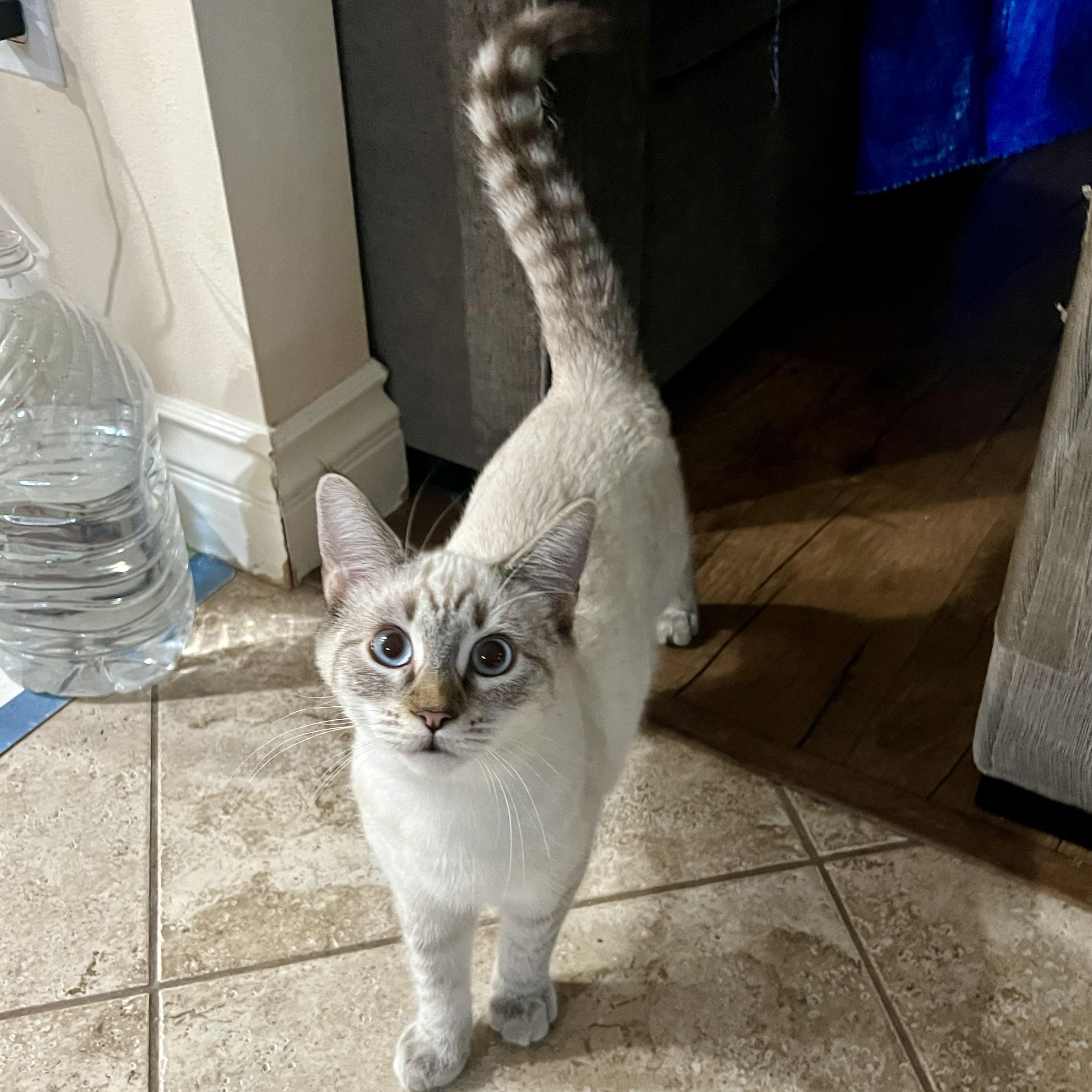 Enlarge Jackie P Lynx, a Adoptable Siamese in Glendora, CA image 3/4