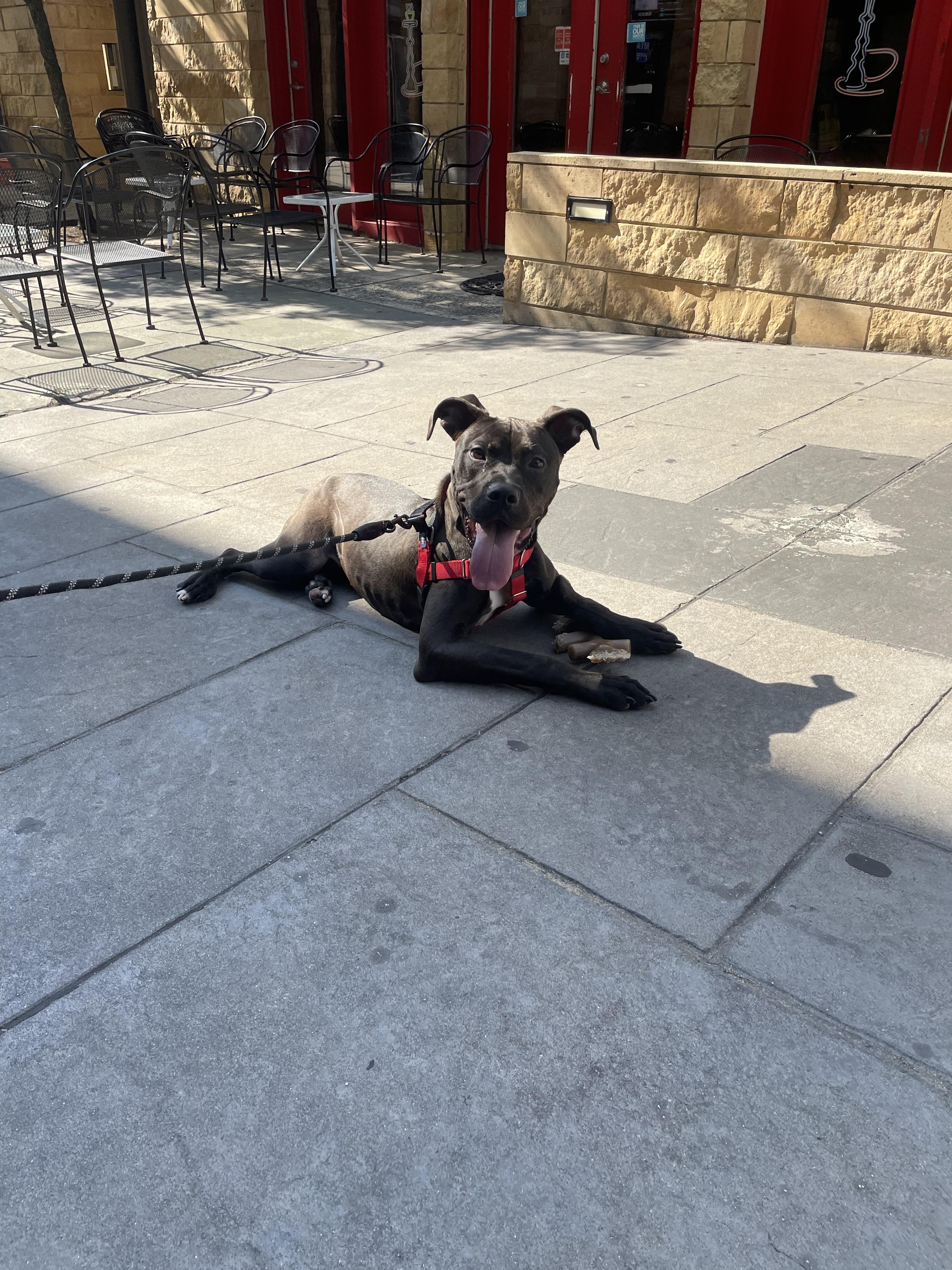 Enlarge Obsidian (Obi), an adopted mixed breed in Philadelphia, PA image 2/4