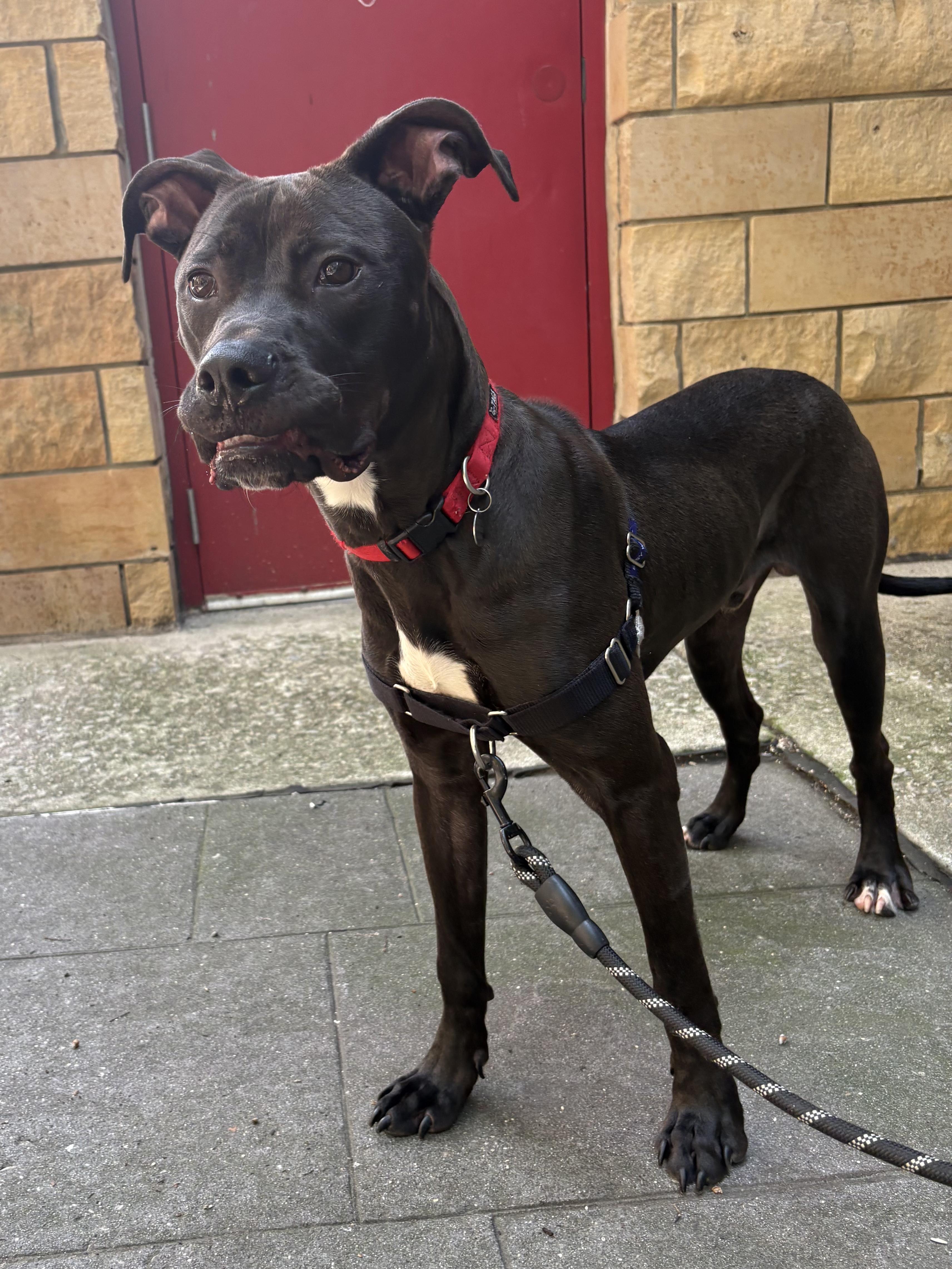 Enlarge Obsidian (Obi), an adopted mixed breed in Philadelphia, PA image 3/4