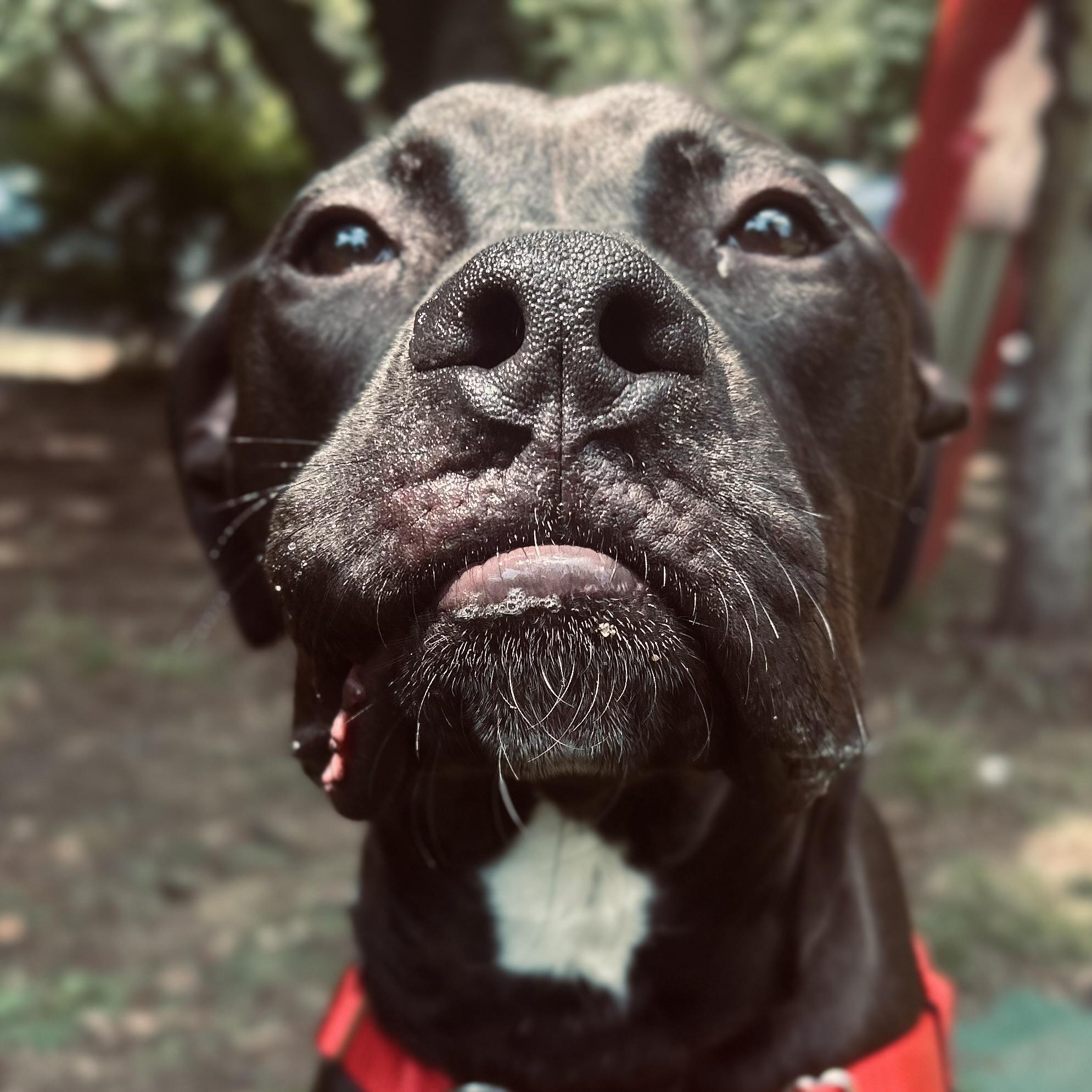 Obsidian (Obi), adopted, Young Male Pit Bull Terrier.