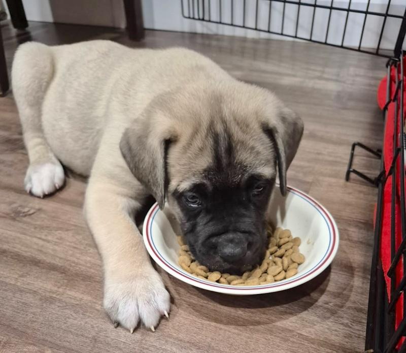 Enlarge Pickles, an adopted mixed breed in Bancroft, ON image 2/4