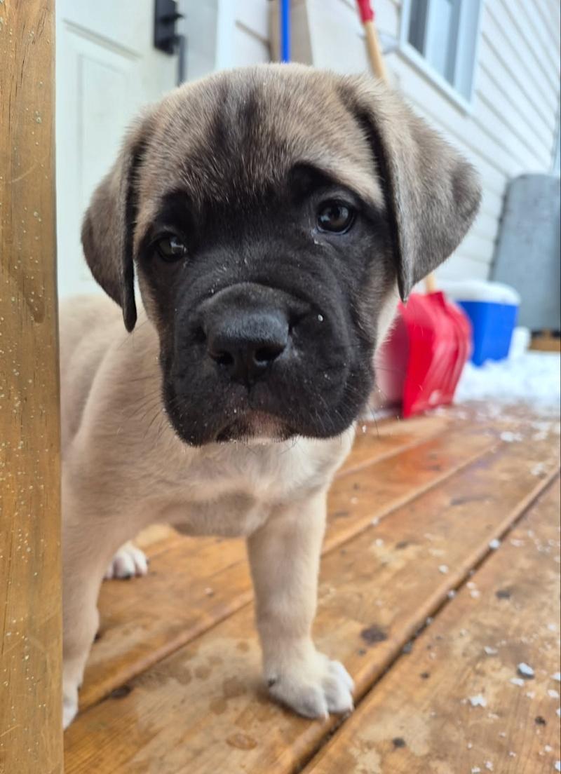 Enlarge Pickles, an adopted mixed breed in Bancroft, ON image 1/4