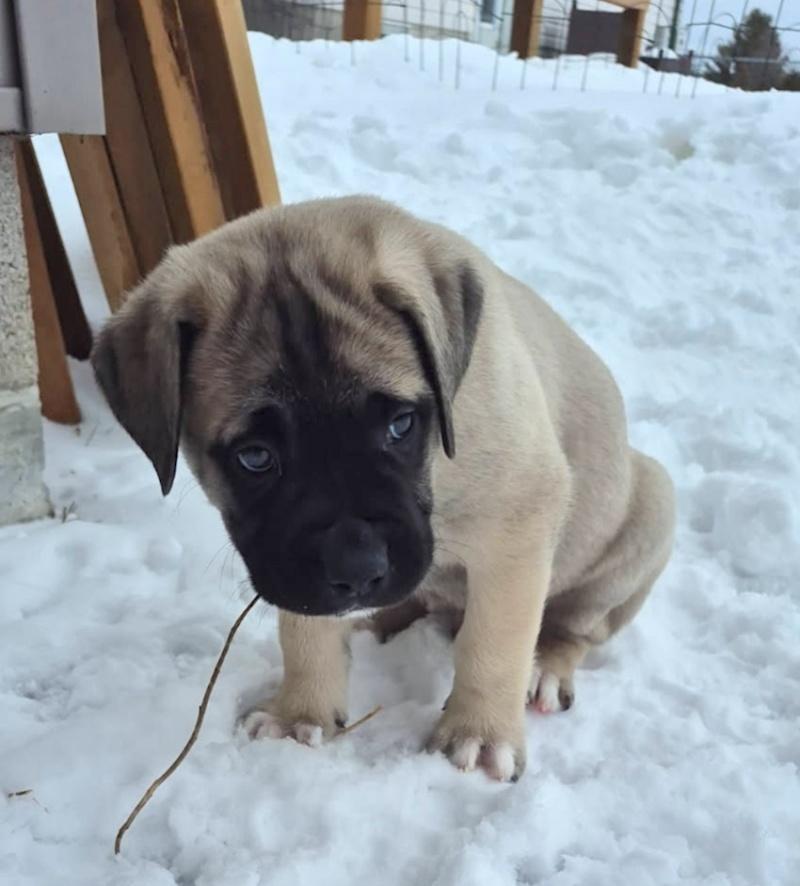 Enlarge Pickles, an adopted mixed breed in Bancroft, ON image 3/4
