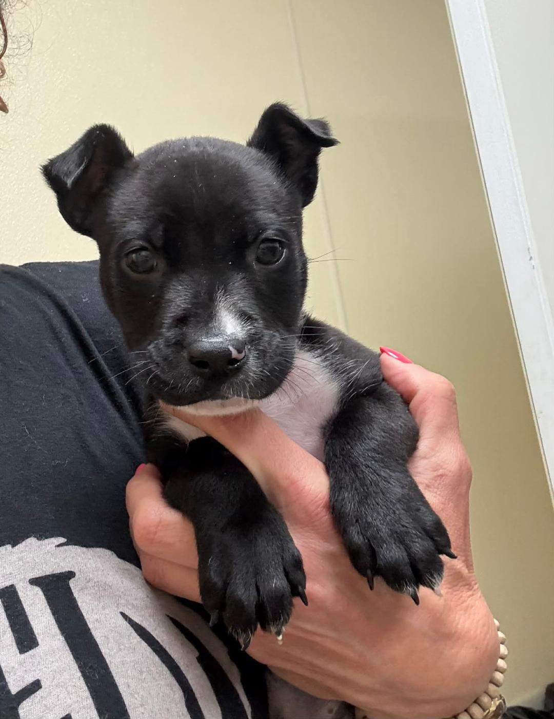 Enlarge Barry, a ADOPTABLE mixed breed in Littleton, CO image 2/2