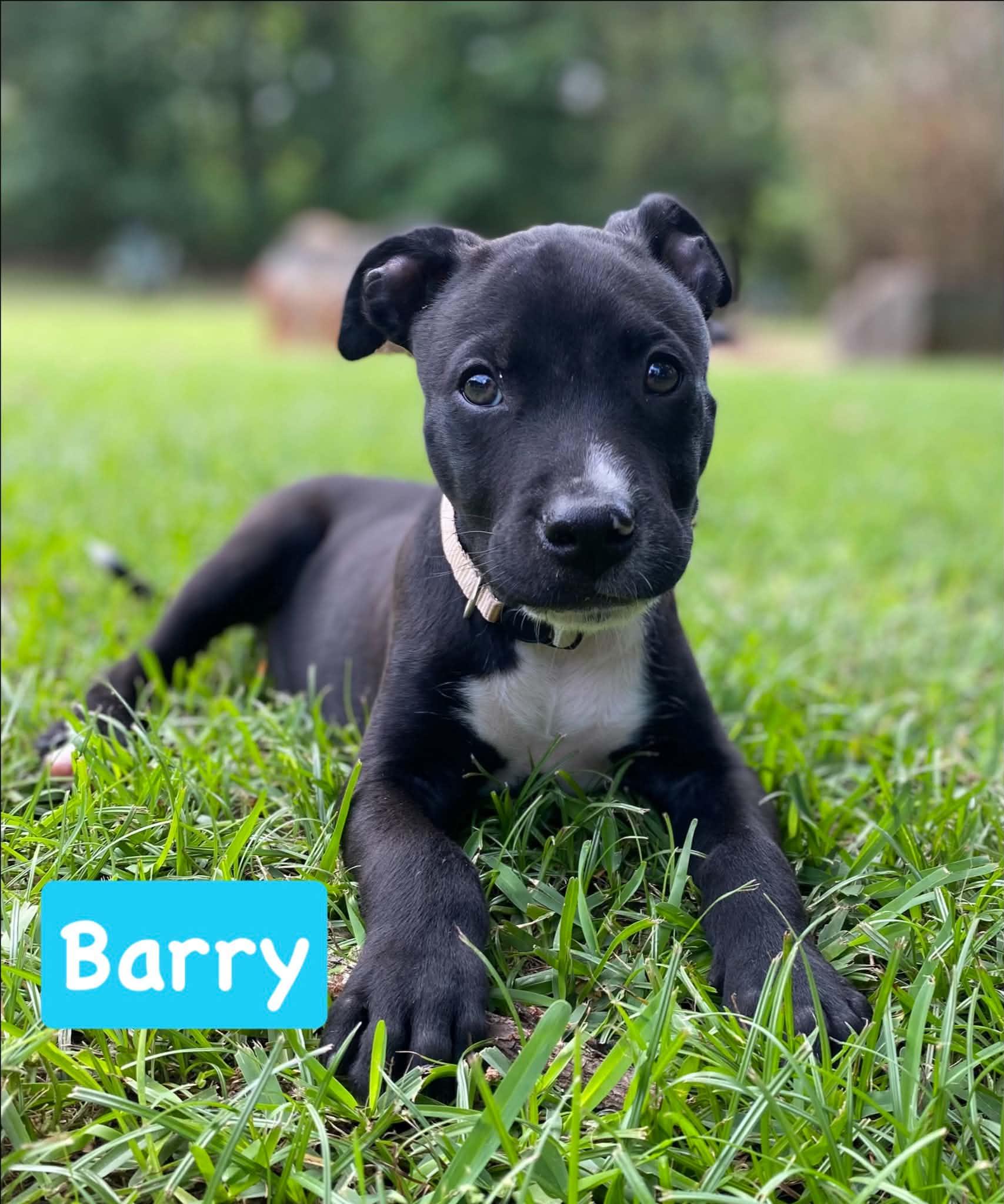 Barry, ADOPTABLE, Young Male Terrier & Chihuahua.
