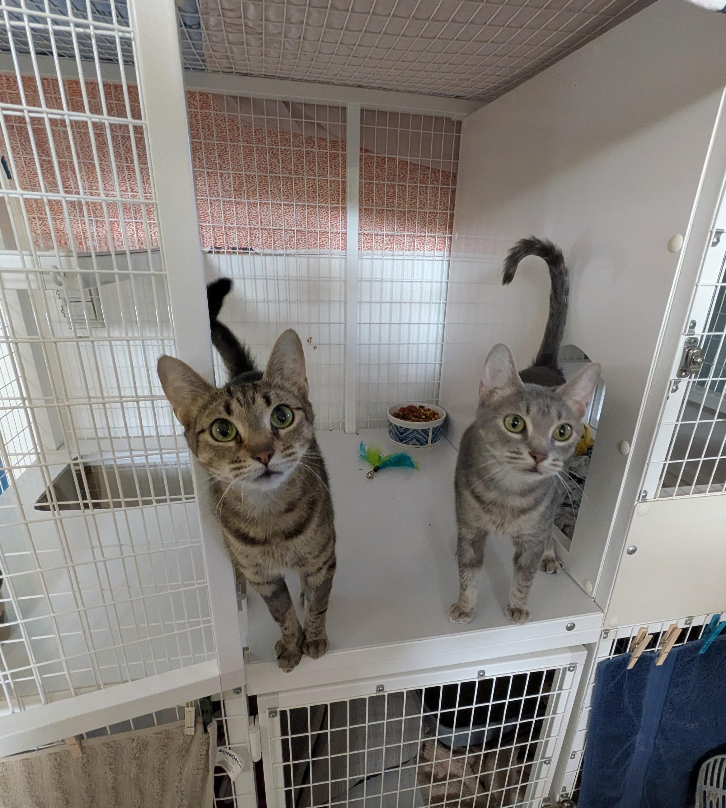 Iris, ADOPTABLE, Adult Female Domestic Short Hair.