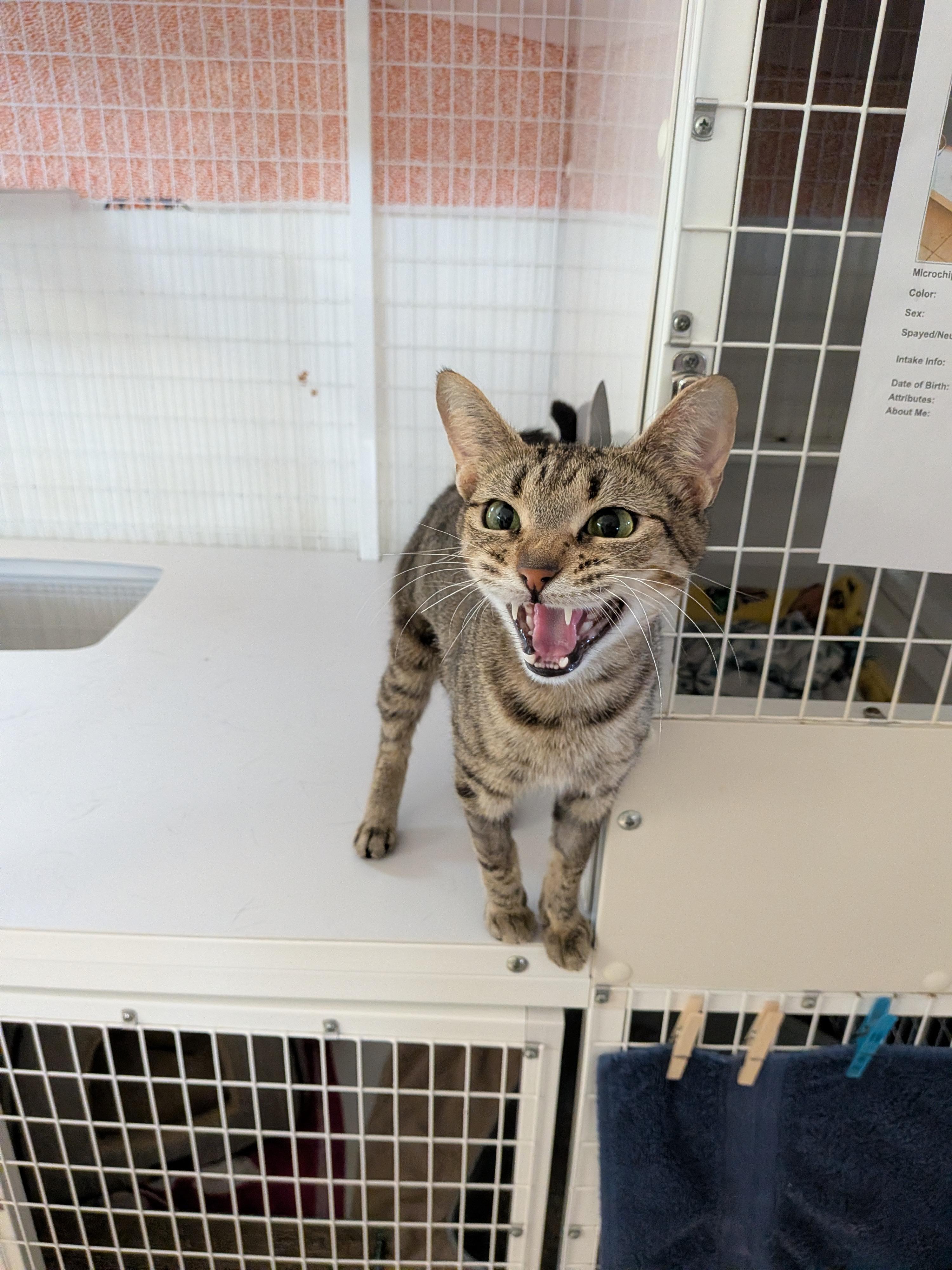 Iris, a ADOPTABLE Domestic Short Hair in Melbourne, FL image 2/3