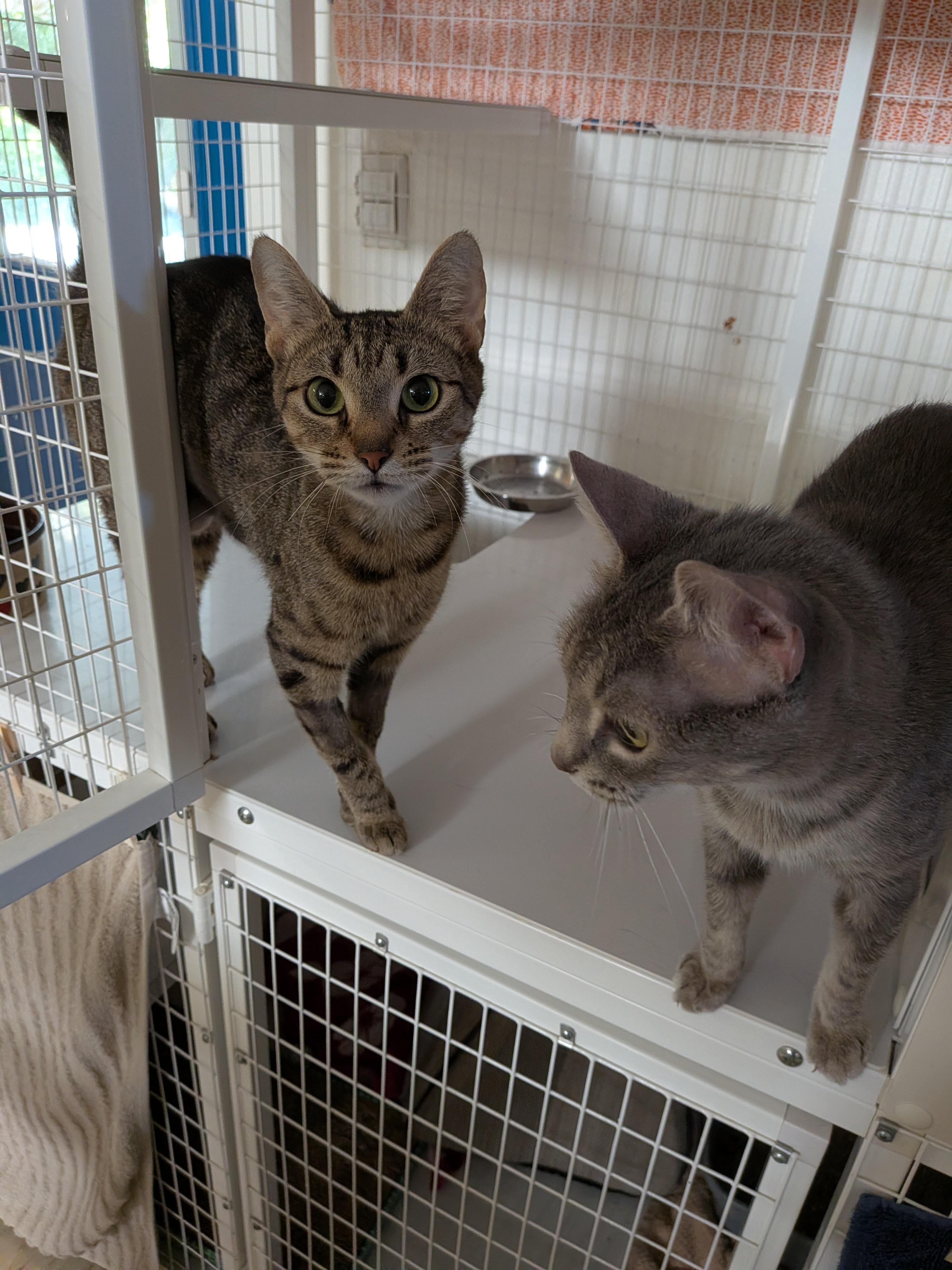Iris, a ADOPTABLE Domestic Short Hair in Melbourne, FL image 3/3