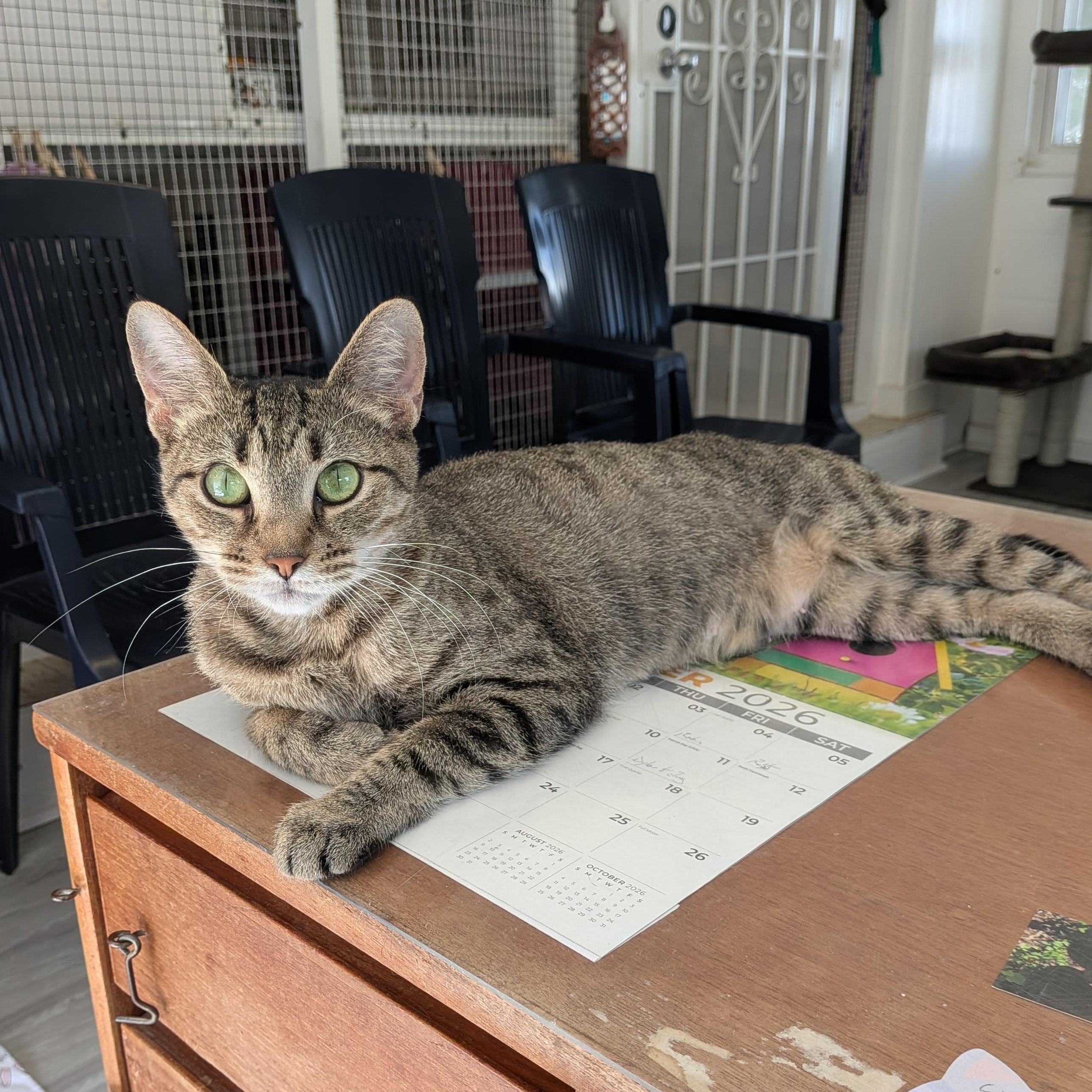 Iris, Adoptable, Adult Female Domestic Short Hair.