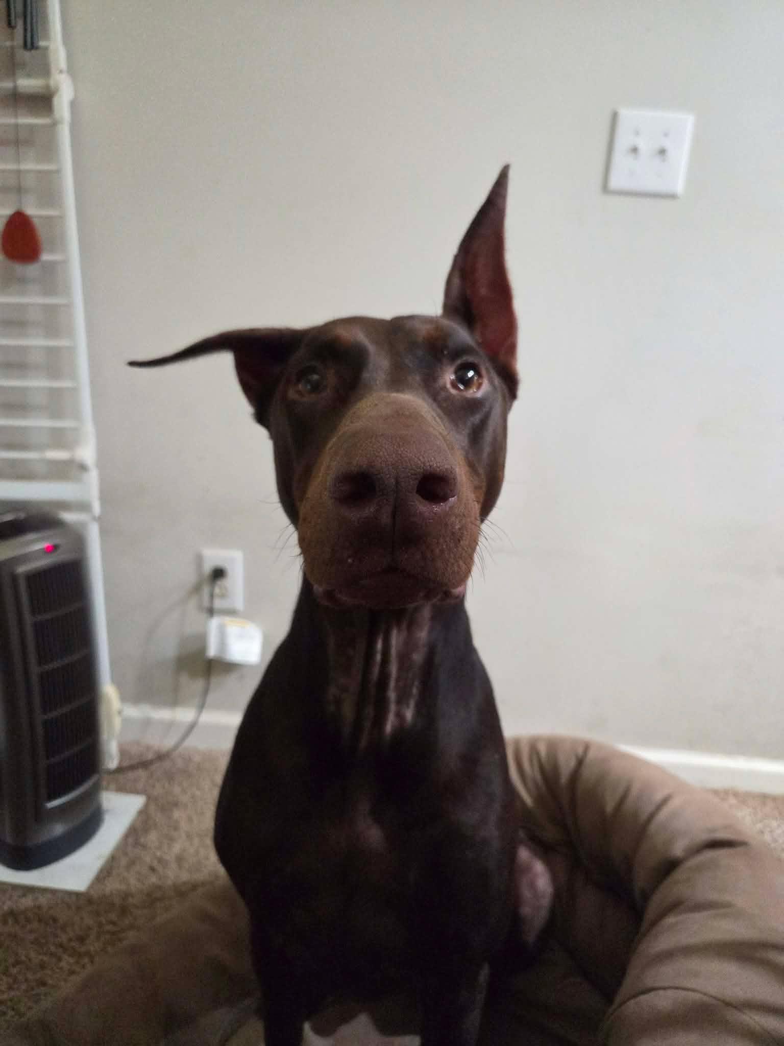 Santos, Adoptable, Adult Male Doberman Pinscher.