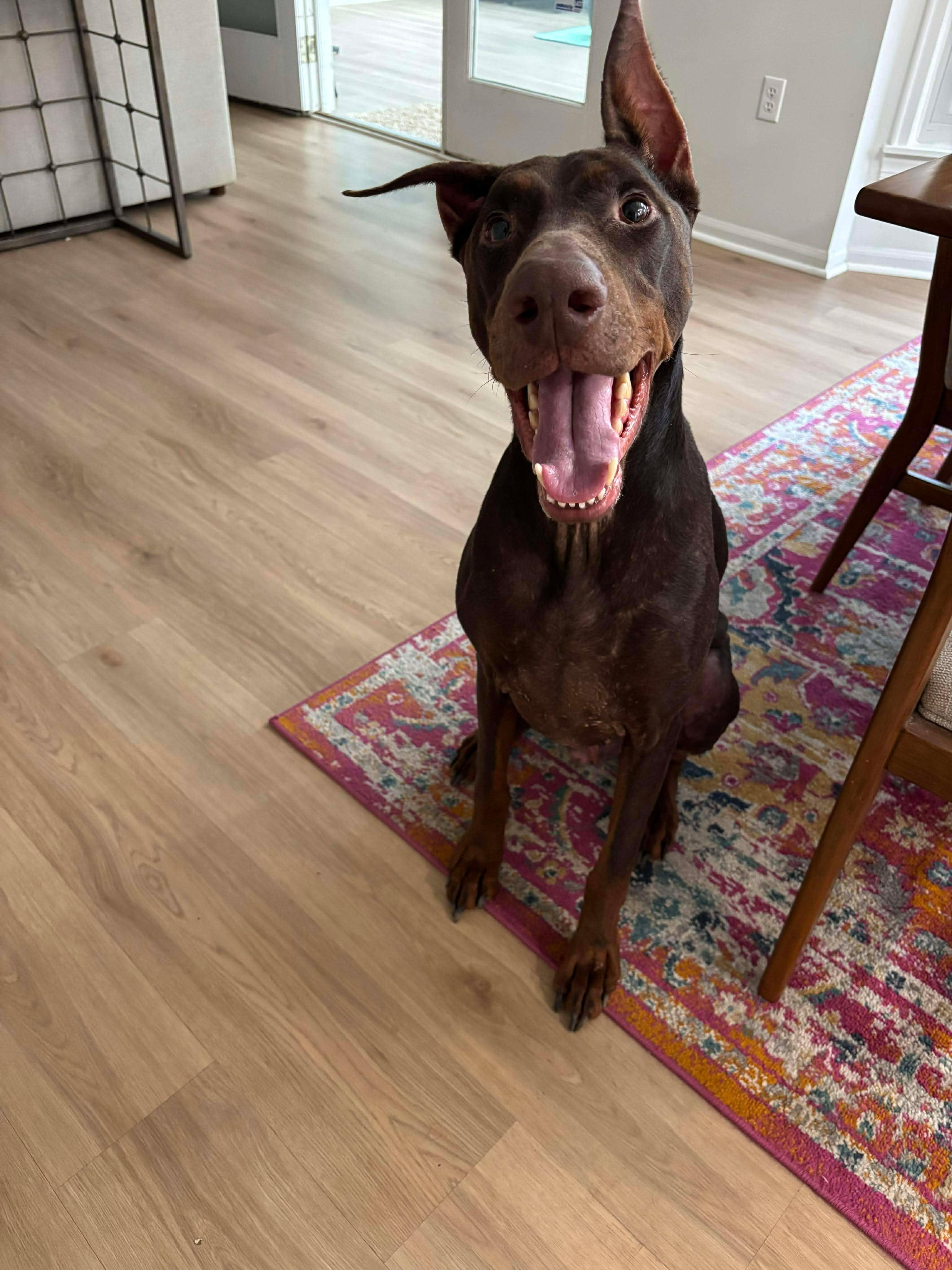 Santos, a Adoptable Doberman Pinscher in Matthews, NC image 2/4