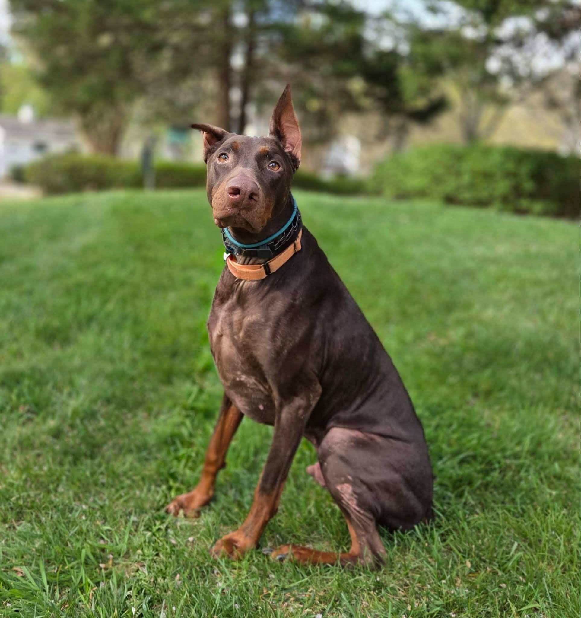 Santos, a Adoptable Doberman Pinscher in Matthews, NC image 3/4