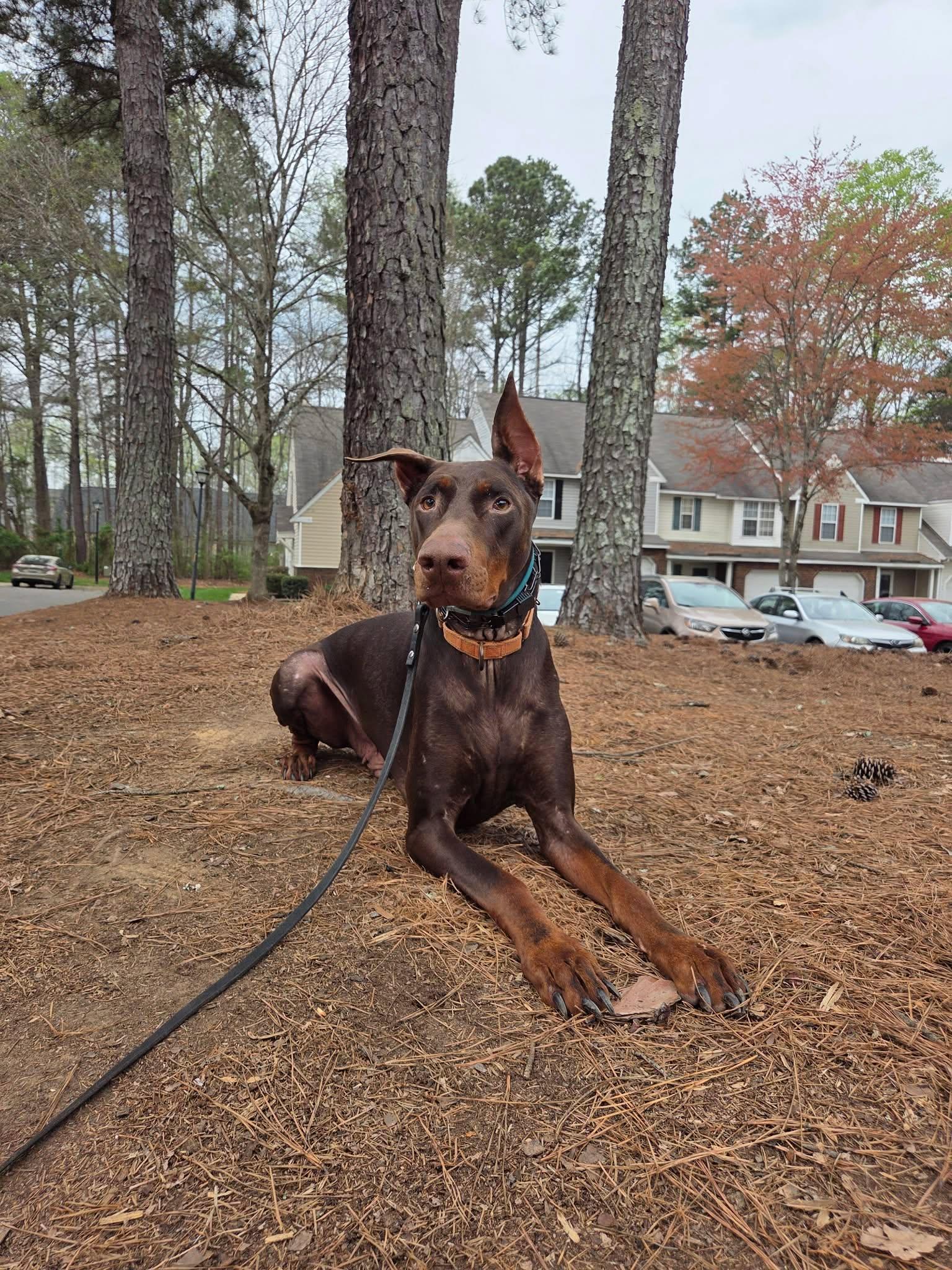 Santos, a Adoptable Doberman Pinscher in Matthews, NC image 4/4