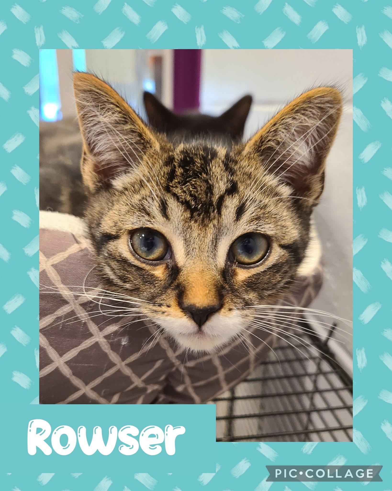 Rowser, an adoptable Domestic Short Hair in Iron River, MI, 49935 | Photo Image 1