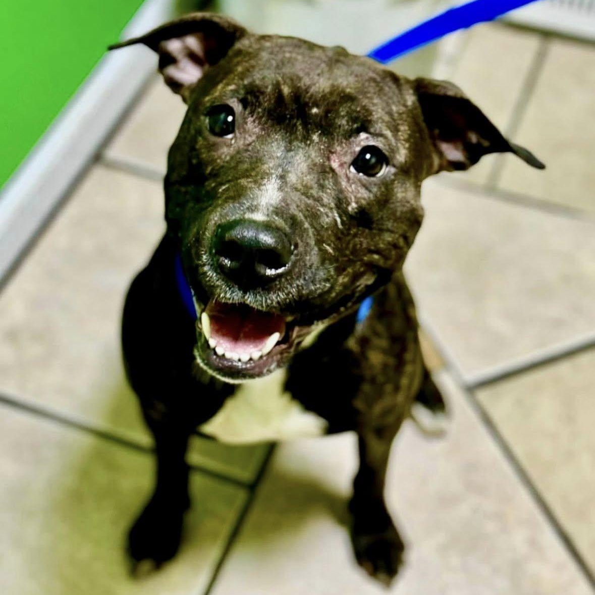 Kennedy, Young Female Pit Bull Terrier