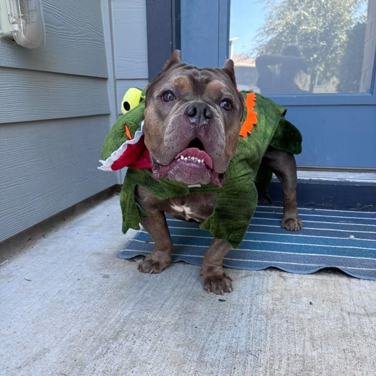 Enlarge Big Bopper, a Adoptable American Bully in Burlington , VT image 2/6