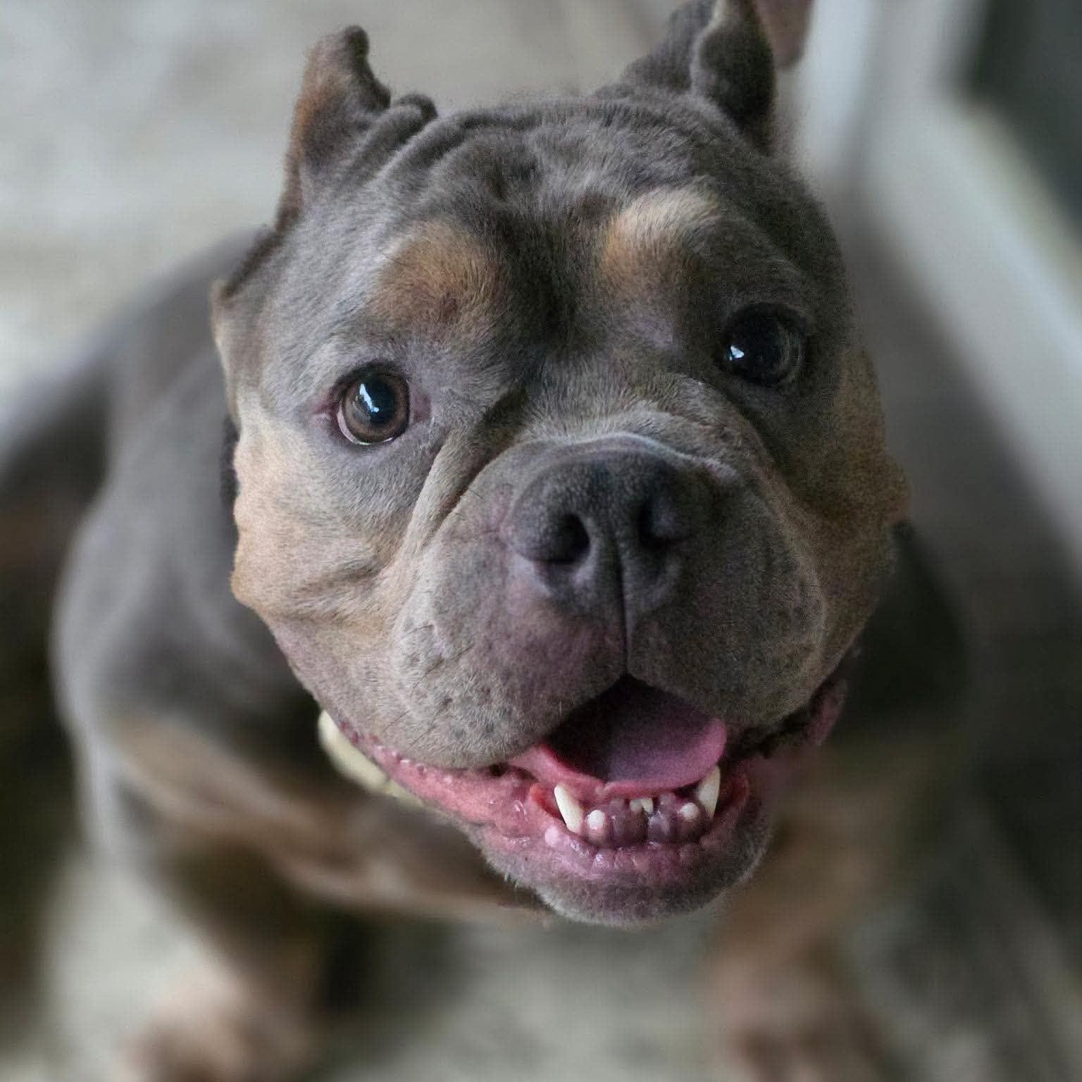 Enlarge Big Bopper, a Adoptable American Bully in Burlington , VT image 1/6