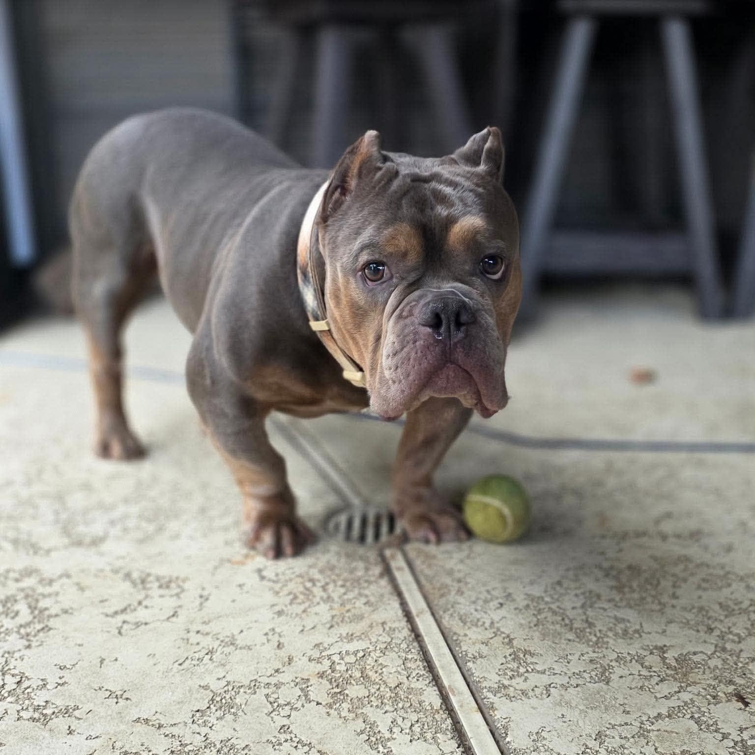 Enlarge Big Bopper, a Adoptable American Bully in Burlington , VT image 3/6