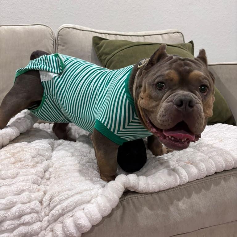 Enlarge Big Bopper, a Adoptable American Bully in Burlington , VT image 4/6