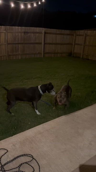 Enlarge Big Bopper, a Adoptable American Bully in Burlington , VT video 5/6