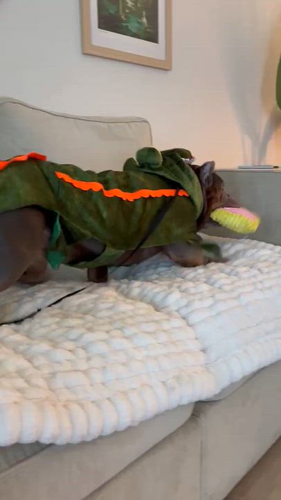 Enlarge Big Bopper, a Adoptable American Bully in Burlington , VT video 6/6