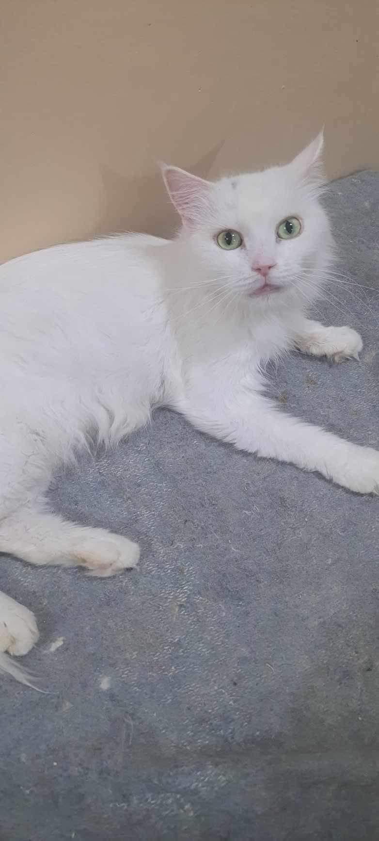 Snowball, Adult Female unknown