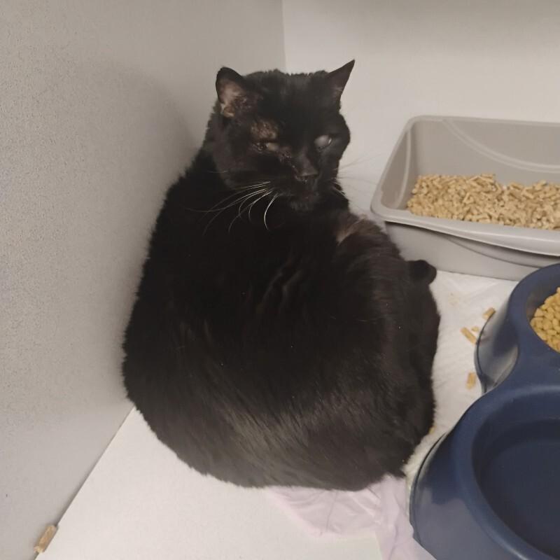 Beefy 2/13/26, Adoptable, Adult Male Domestic Short Hair.