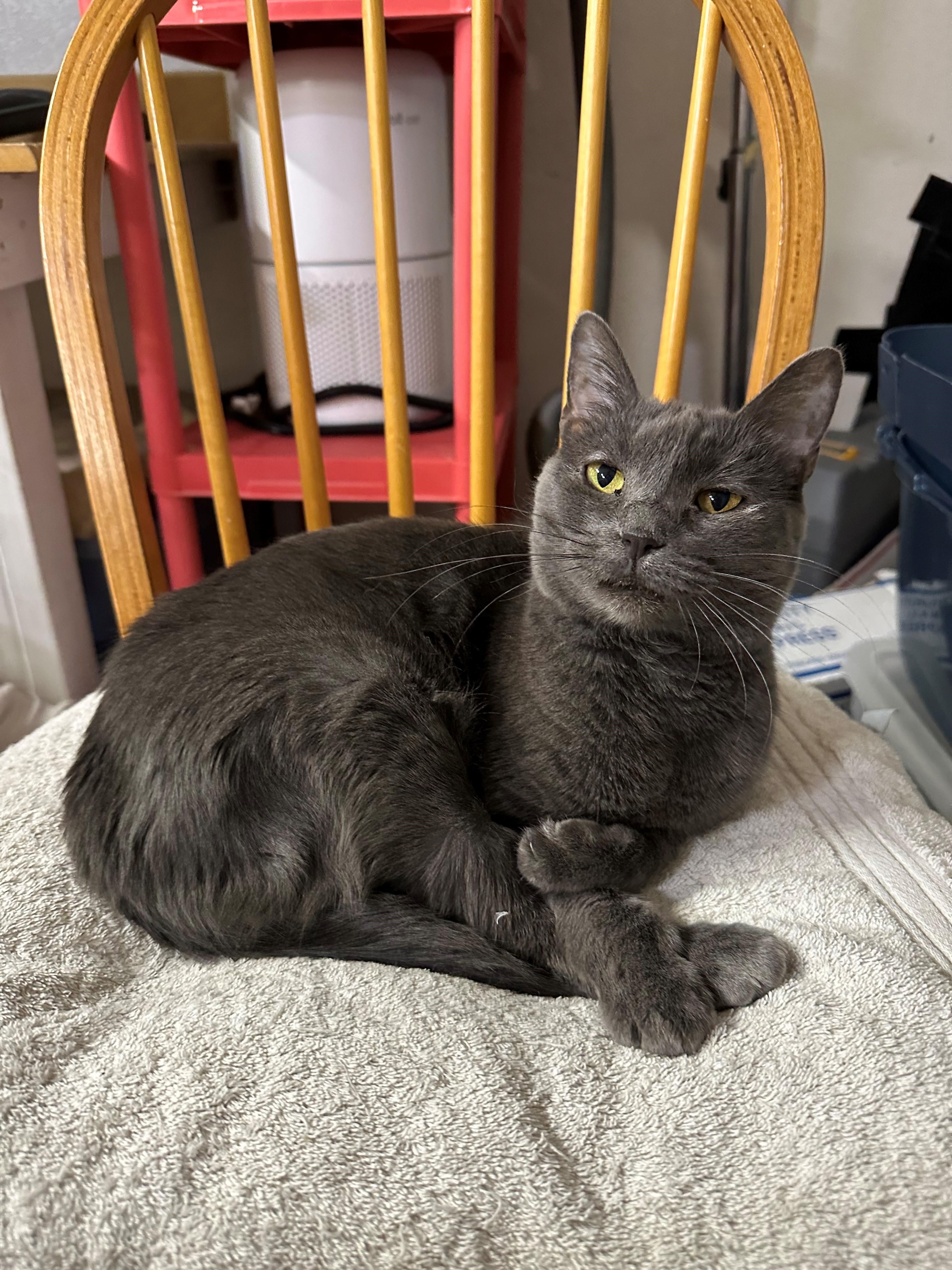 Enlarge Evie, a ADOPTABLE mixed breed in Mesa, AZ image 3/6