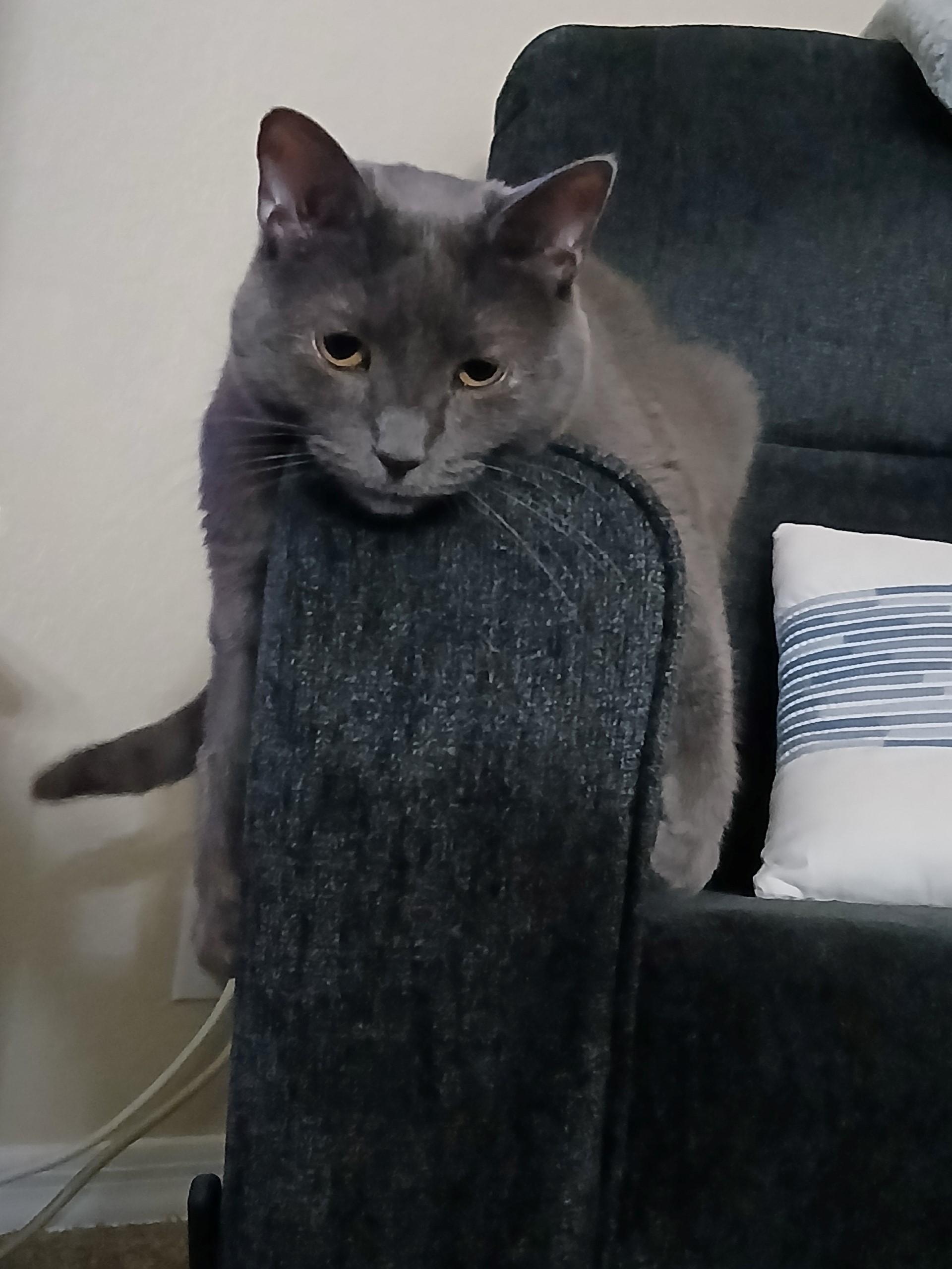 Evie, ADOPTABLE, Adult Female Domestic Short Hair & Russian Blue.