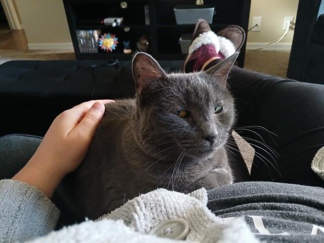 Enlarge Evie, a ADOPTABLE mixed breed in Mesa, AZ image 4/6