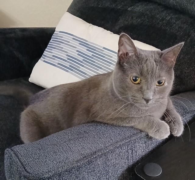 Enlarge Evie, a ADOPTABLE mixed breed in Mesa, AZ image 2/6