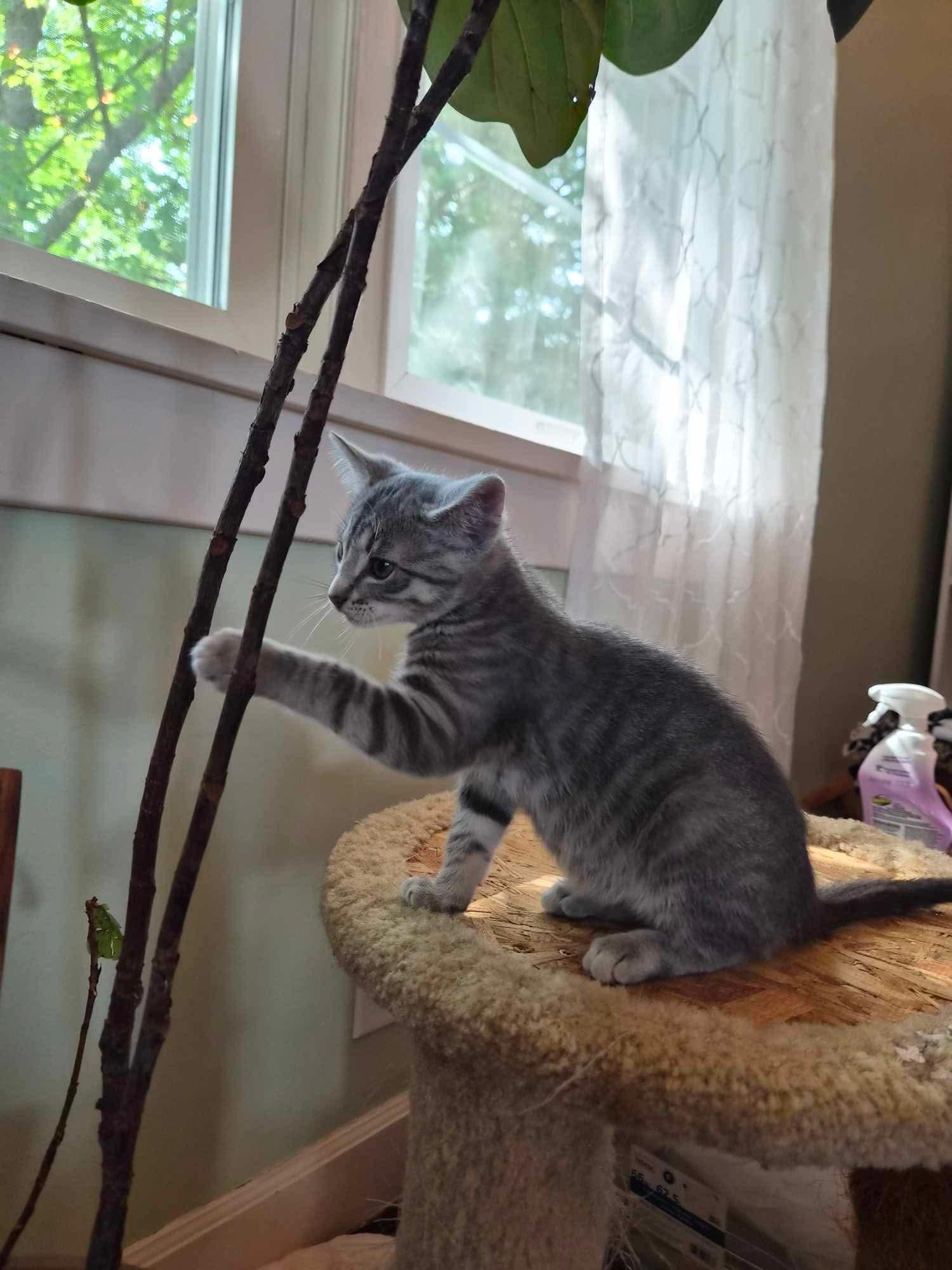 Enlarge Atticus, a Adoptable Domestic Short Hair in Madison, WI image 5/6