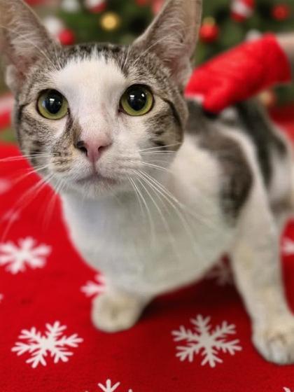 Salem, Adoptable, Kitten Male Domestic Short Hair & Domestic Short Hair.