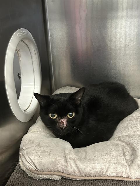 Enlarge ONYA, a Adoptable Domestic Short Hair in Dallas, TX image 1/1