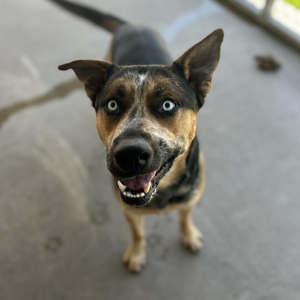 Enlarge Teddy, a Adoptable mixed breed in Emporia, KS image 1/6