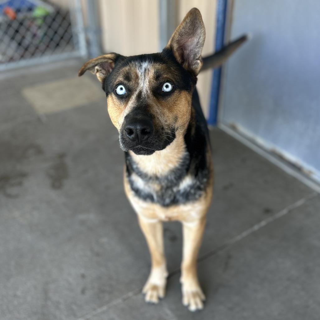 Enlarge Teddy, a Adoptable mixed breed in Emporia, KS image 2/6