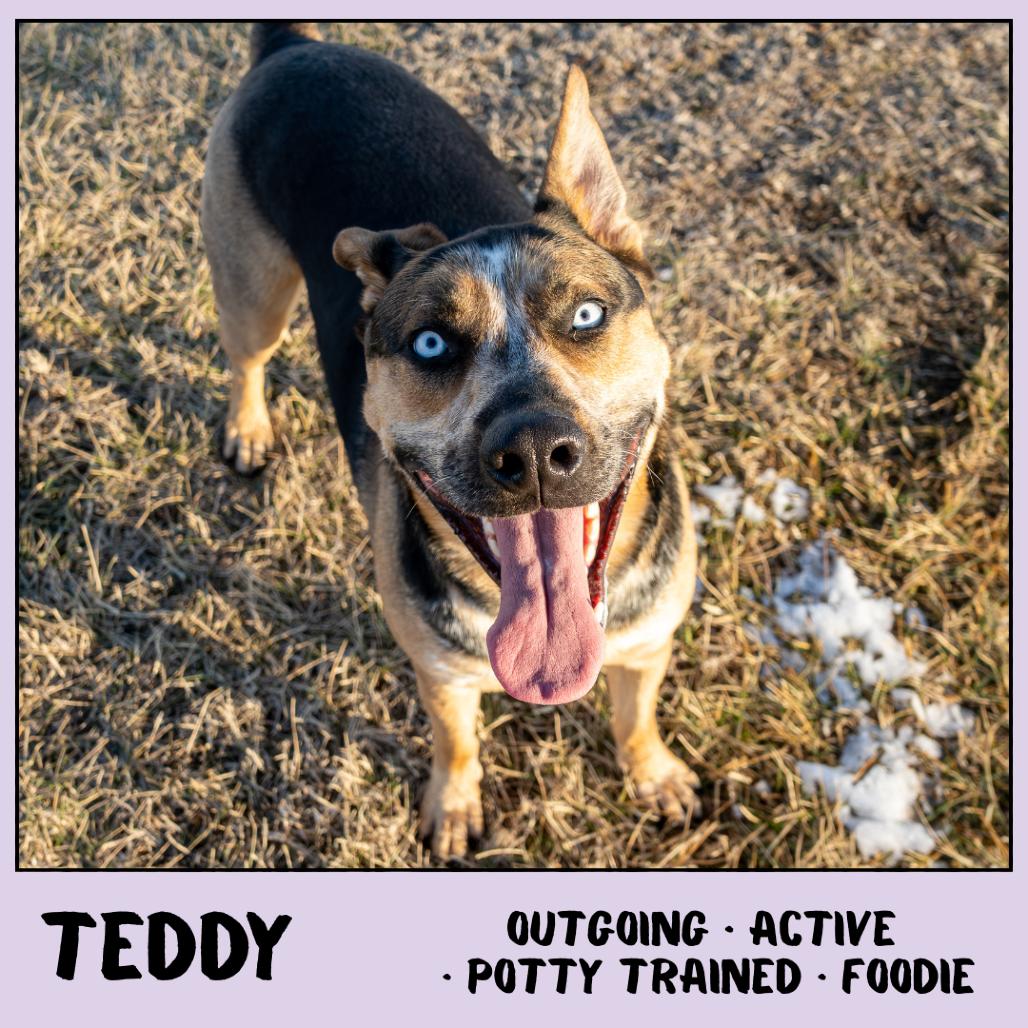 Enlarge Teddy, a Adoptable mixed breed in Emporia, KS image 3/6