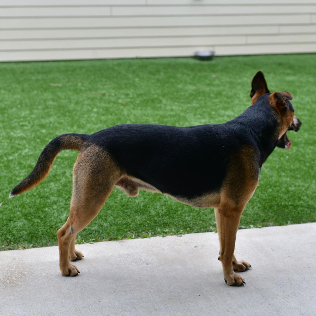 Enlarge Teddy, a Adoptable mixed breed in Emporia, KS image 6/6