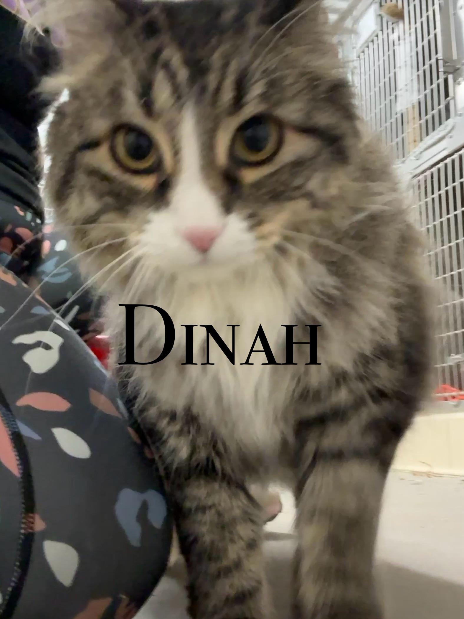 Dinah, an adoptable Domestic Long Hair in Craig, CO, 81625 | Photo Image 1