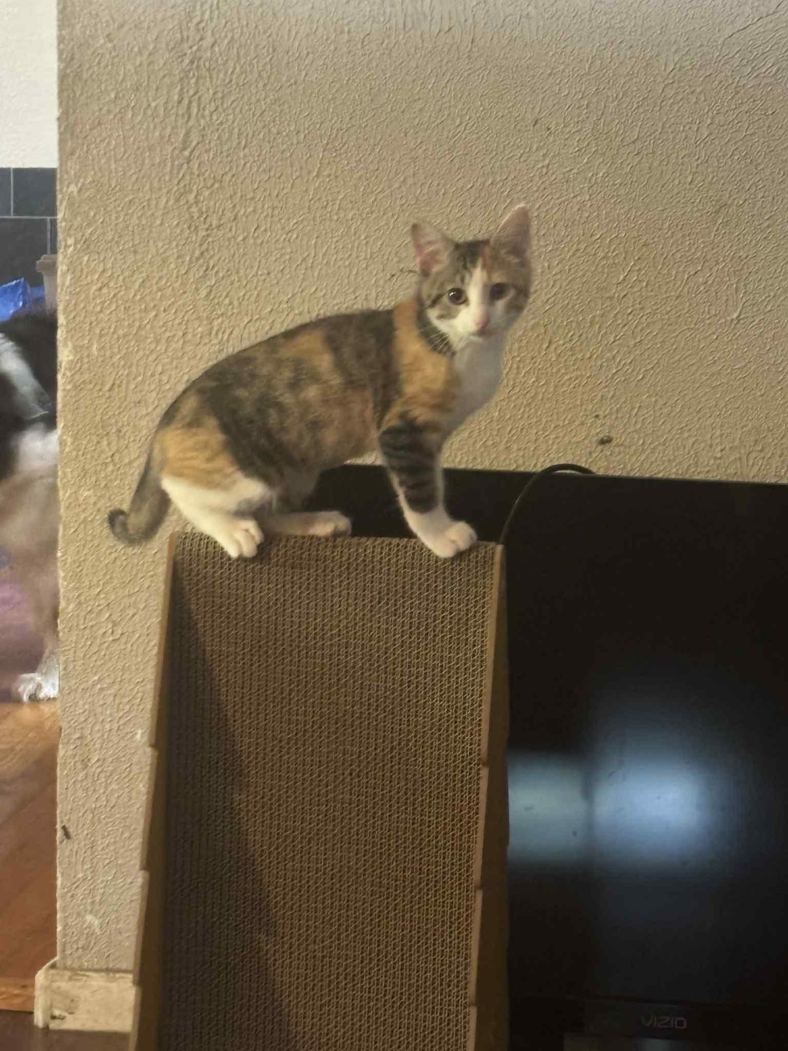 Callie, a Adoptable Domestic Short Hair in Irving, TX image 1/3