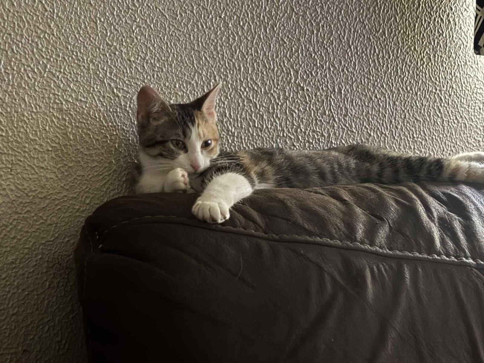 Callie, a Adoptable Domestic Short Hair in Irving, TX image 2/3