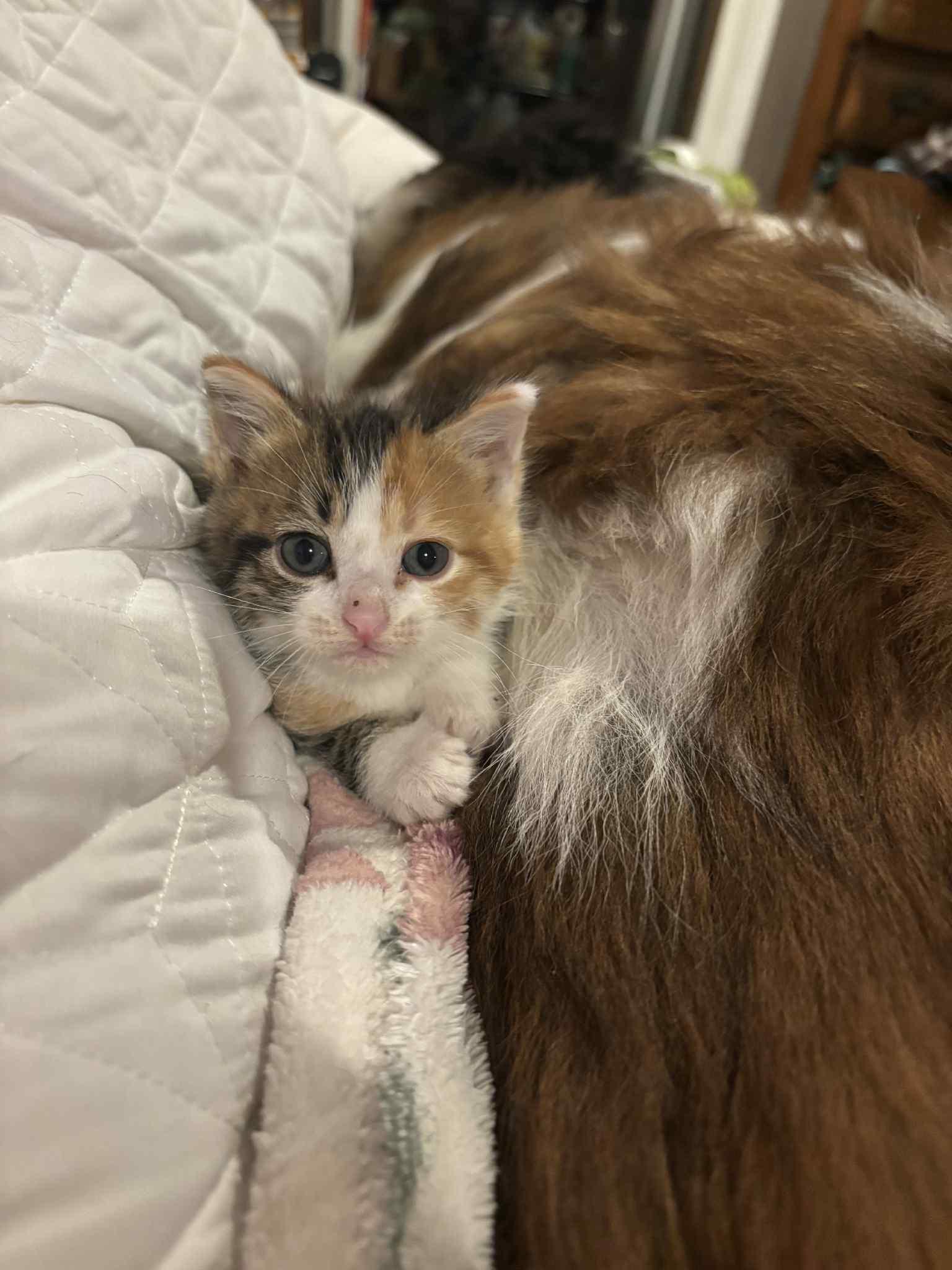 Callie, a Adoptable Domestic Short Hair in Irving, TX image 3/3