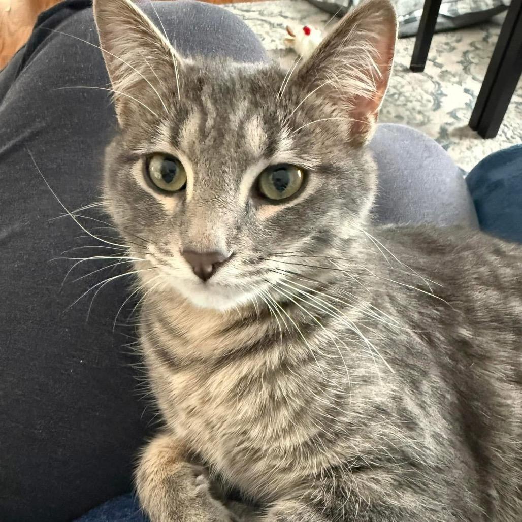 Kyle, Adoptable, Adult Male Domestic Short Hair.