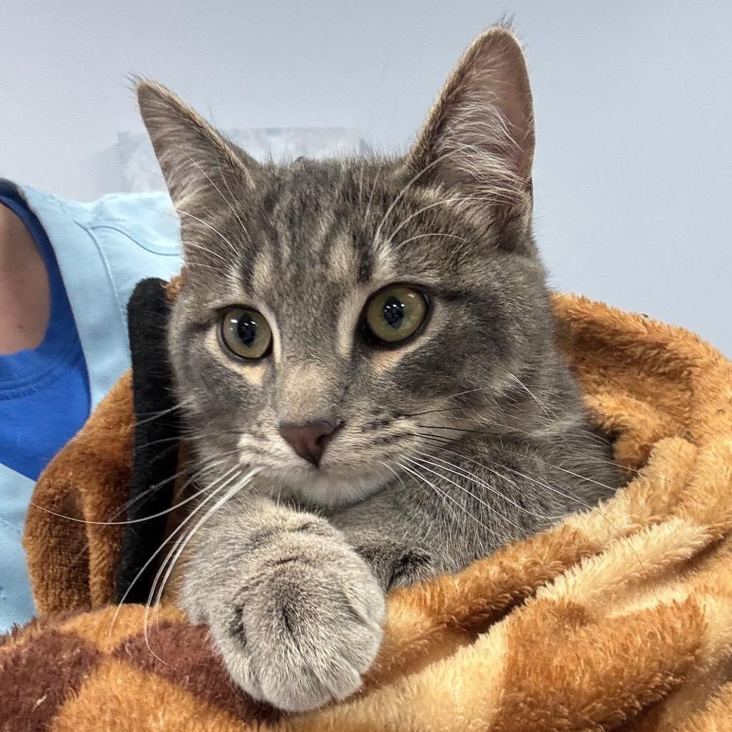 Kyle, a Adoptable Domestic Short Hair in Zimmerman, MN image 2/3