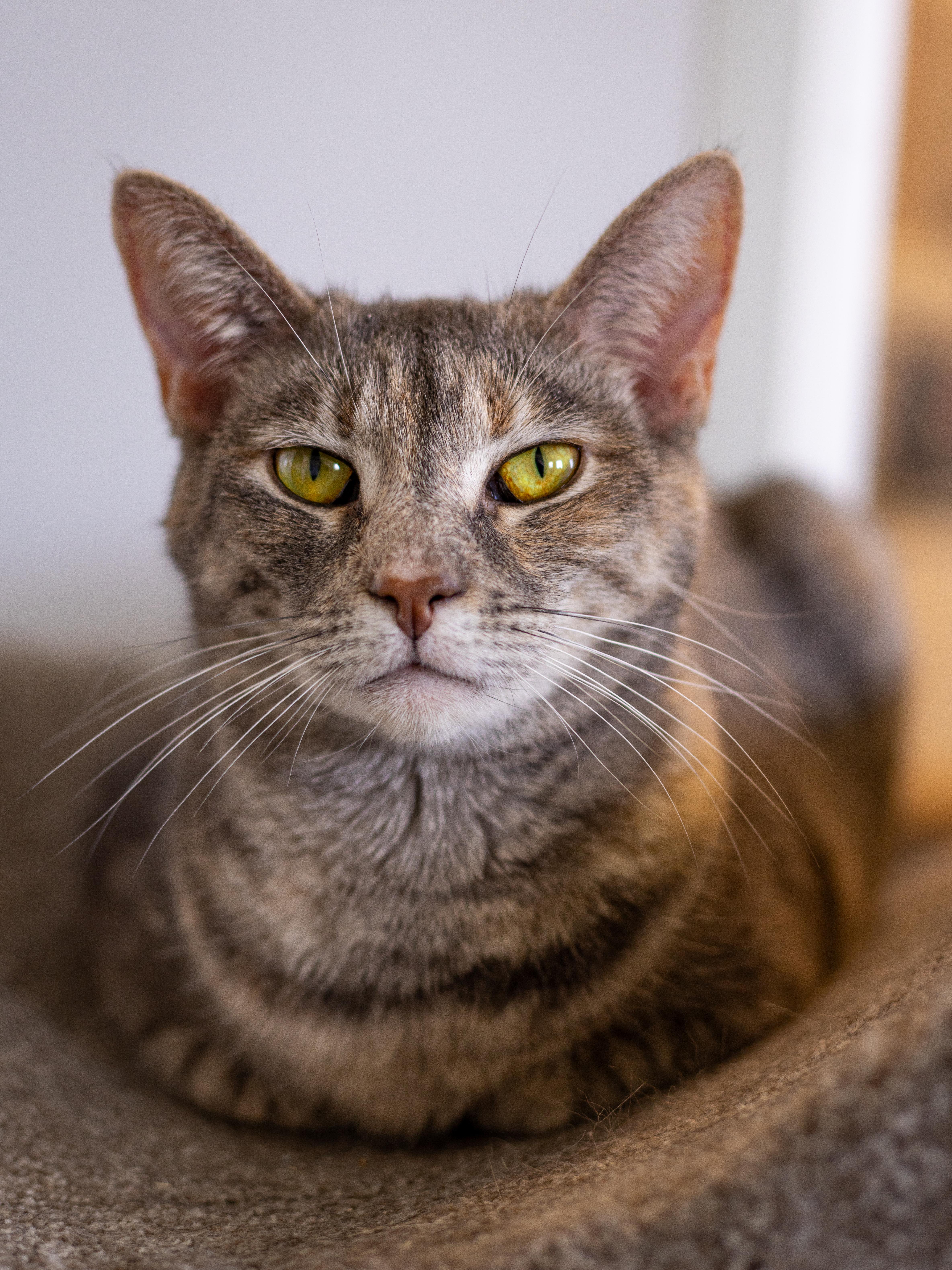 Miranda - Adoption Fee Waived!