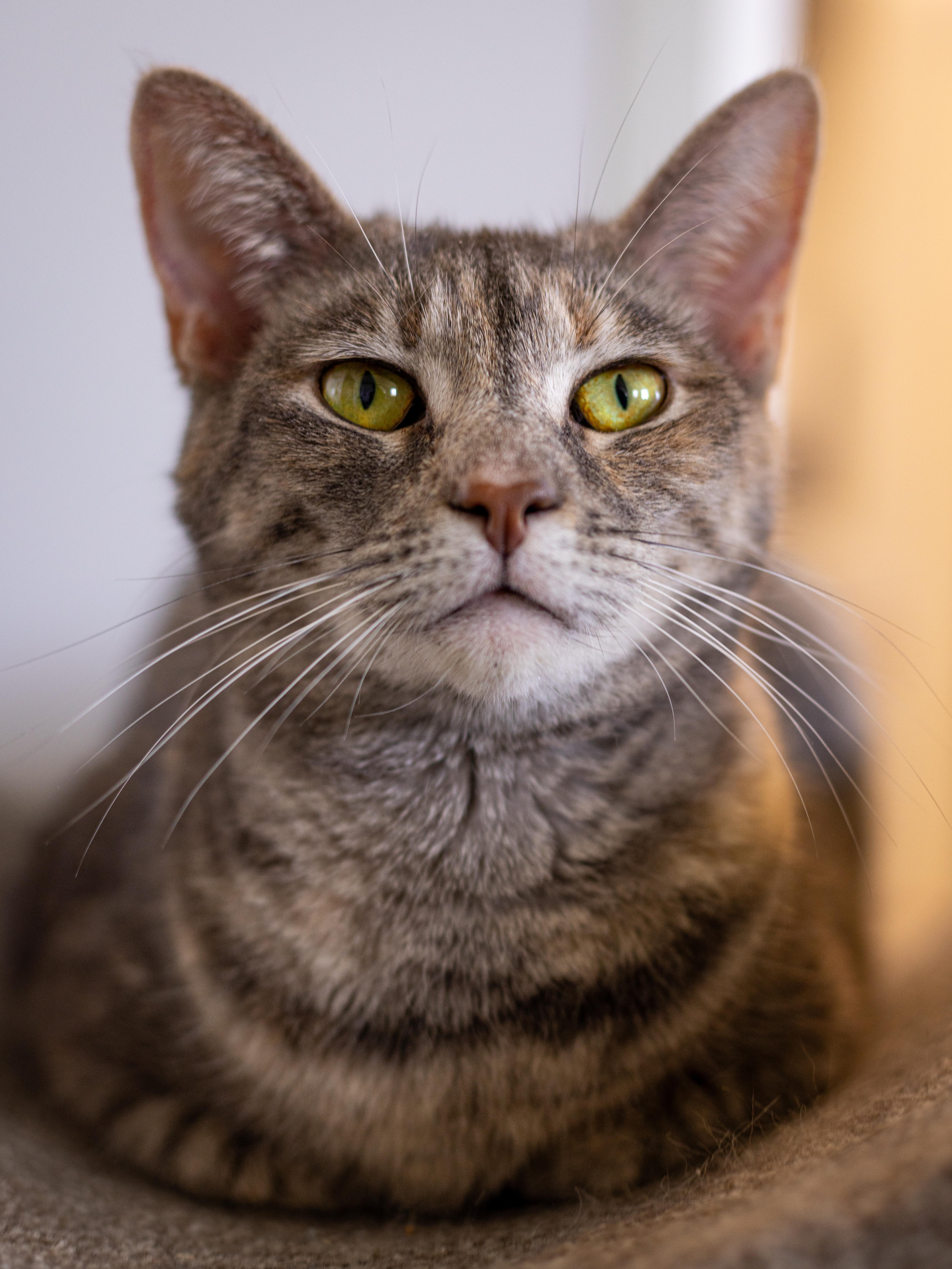 Miranda - Adoption Fee Waived! 2