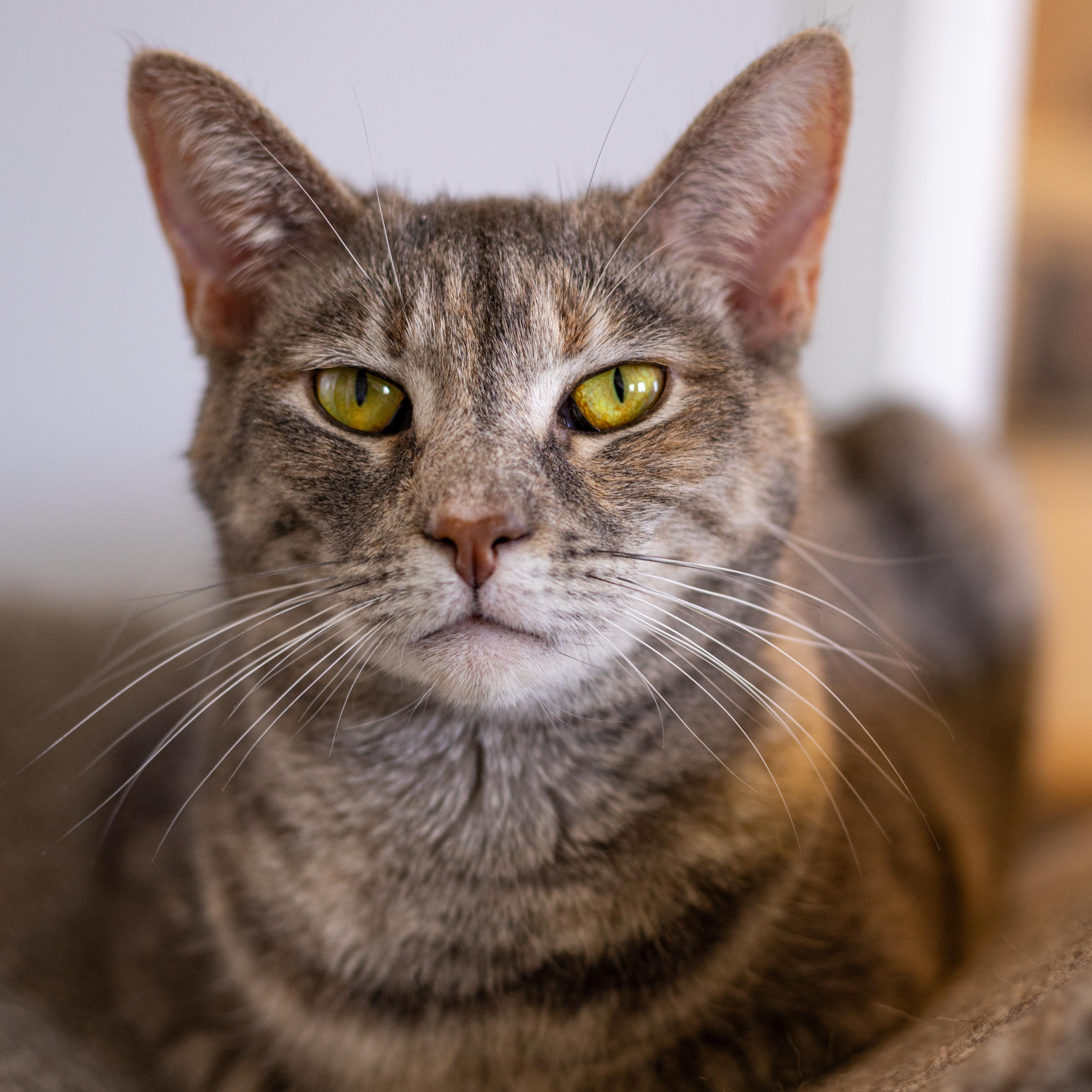 Miranda - Adoption Fee Waived!, Adoptable, Adult Female Domestic Short Hair.