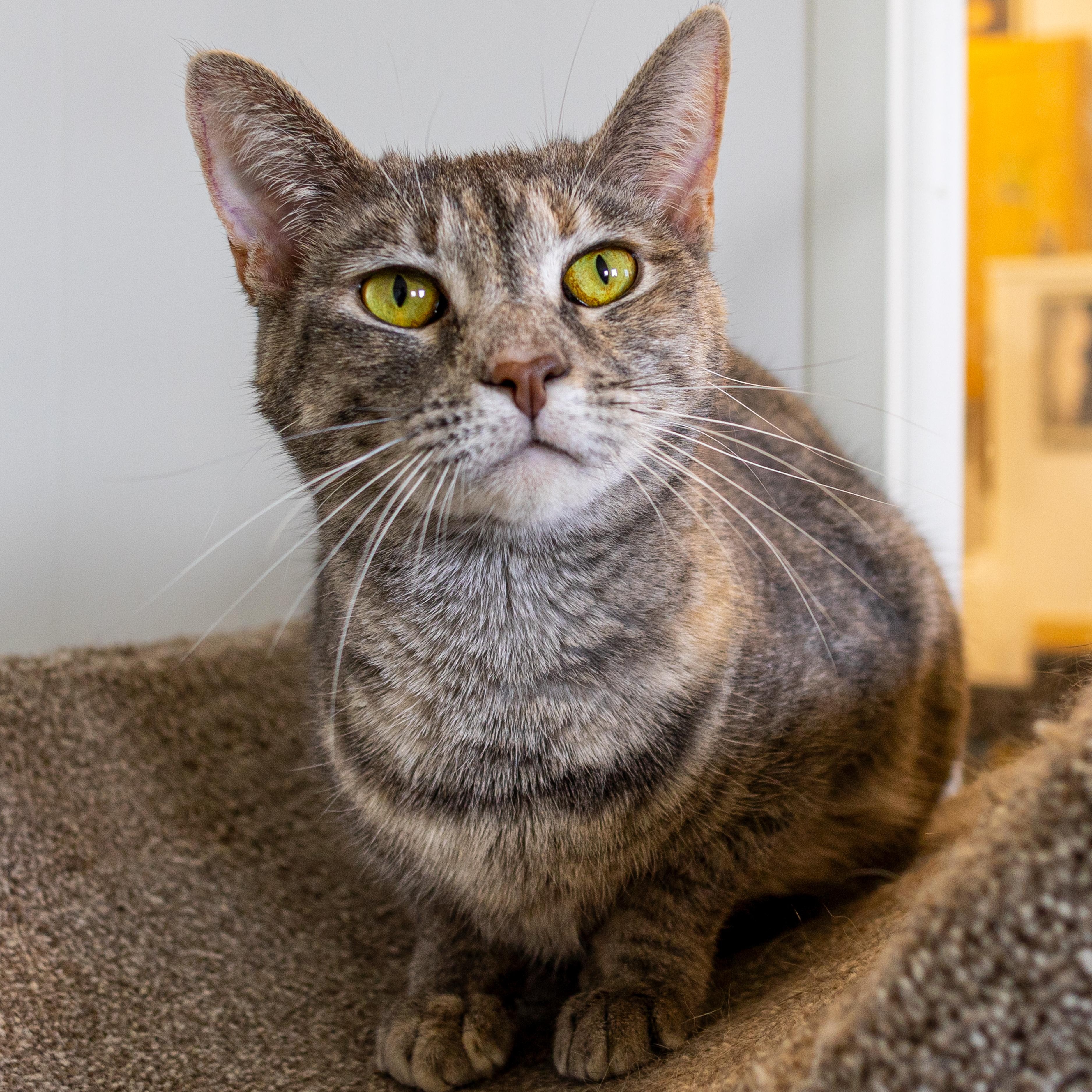 Miranda - Adoption Fee Waived!, a Adoptable Domestic Short Hair in Richland Center, WI image 3/5